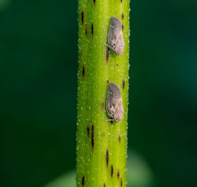 Fulgoromorpha Flatidae:  Metcalfa pruinosa